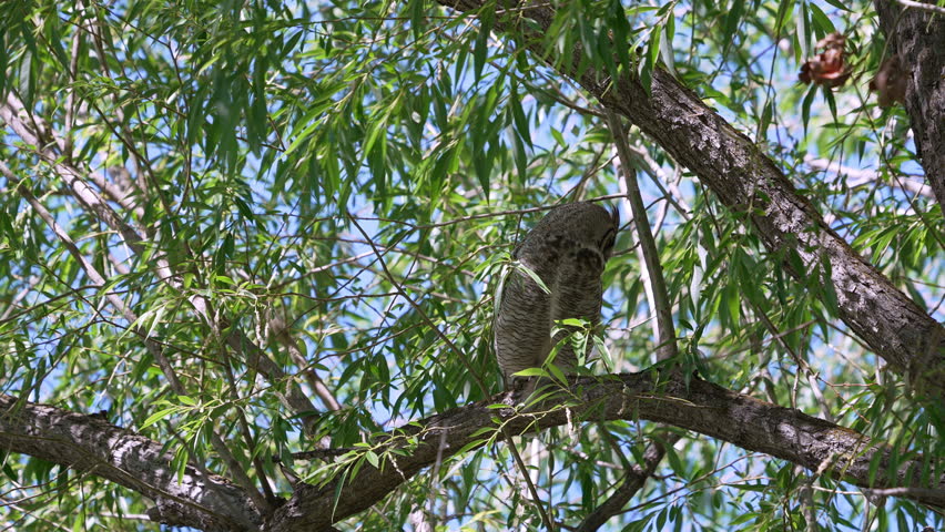 Great Horned Owl adult female jumping from branch in tree top during the day.