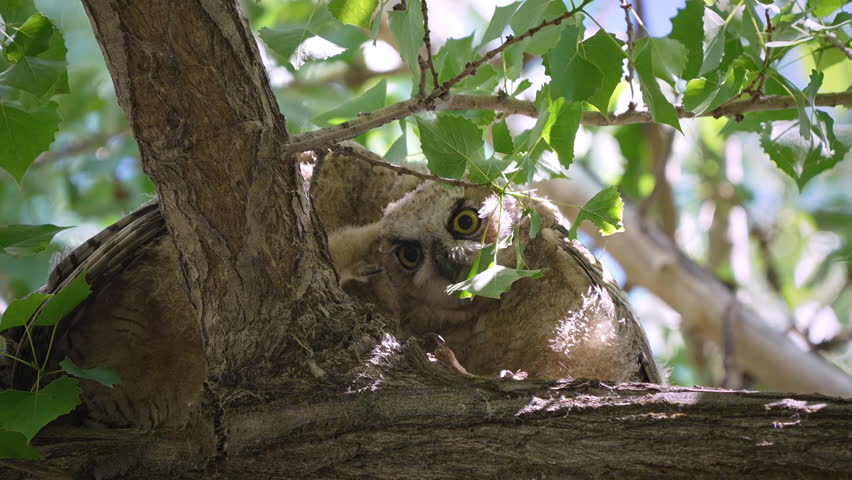 Great Horned Owlet looking down from branch in the trees after leaving the nest.