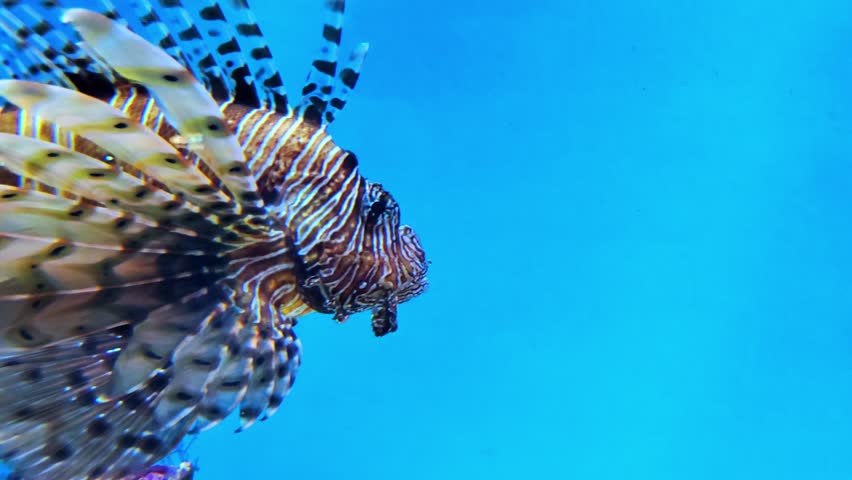 Pterois volitans, Red lionfish on blue background. Oceanarium, aquarium.