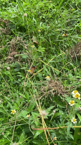 butterfly on the grass flower and beautyful