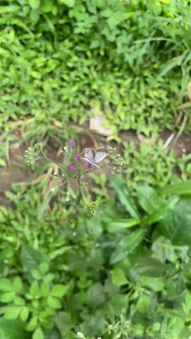 butterfly on the grass flower and beautyful