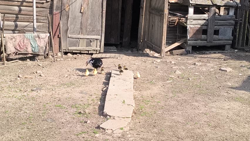 domestic ducklings with a mother duck in the yard