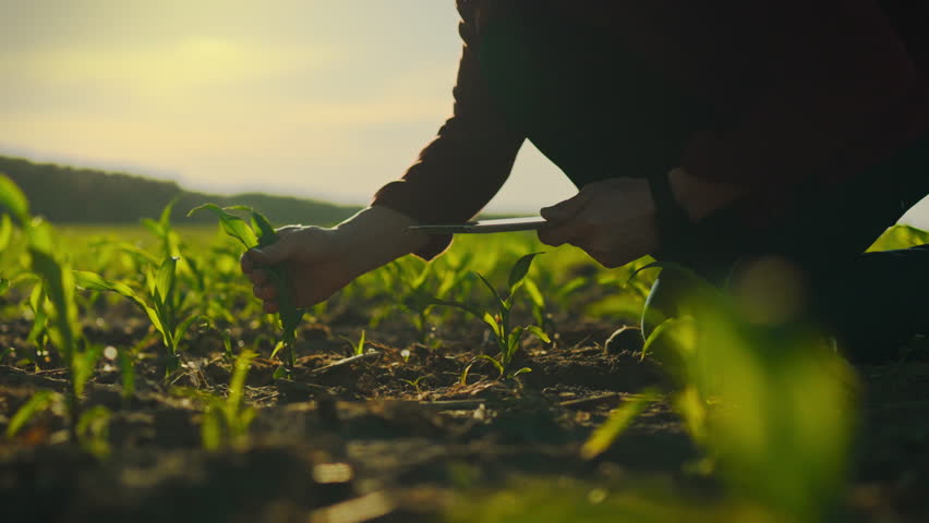A farmer-agronomist conducts a survey, collecting data on a plantation of young corn stalks, entering them into a touch tablet. Holding the device in his hands, he enters information into the database