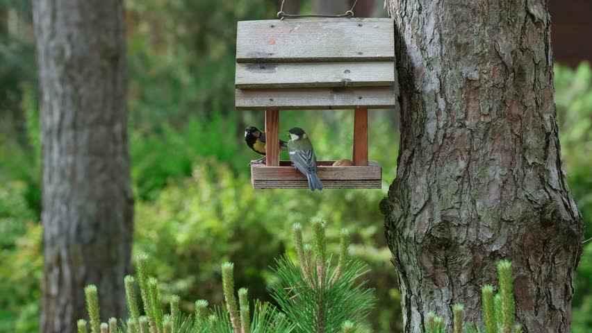Romantic Blue Tits: Feeding and Kissing in a Serene Pine Forest. Two Wild Parus major (Great tit) birds eats grains in a feeder. Wild animal care theme