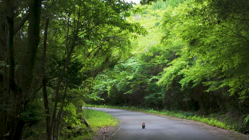 Video of a raccoon running down the road