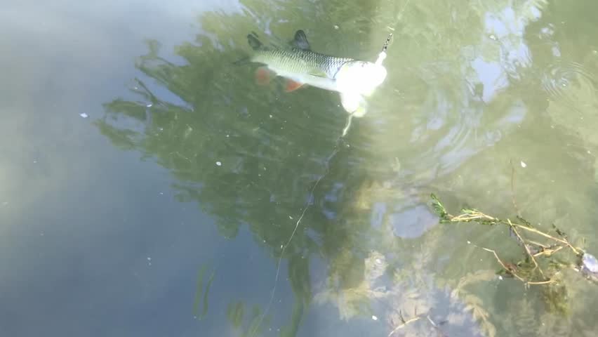Chub fish close up video footage(freshwater fish). Spinning fishing for chub. Angler releases the chub fish (Squalius cephalus) in the river. Catch and release fishing