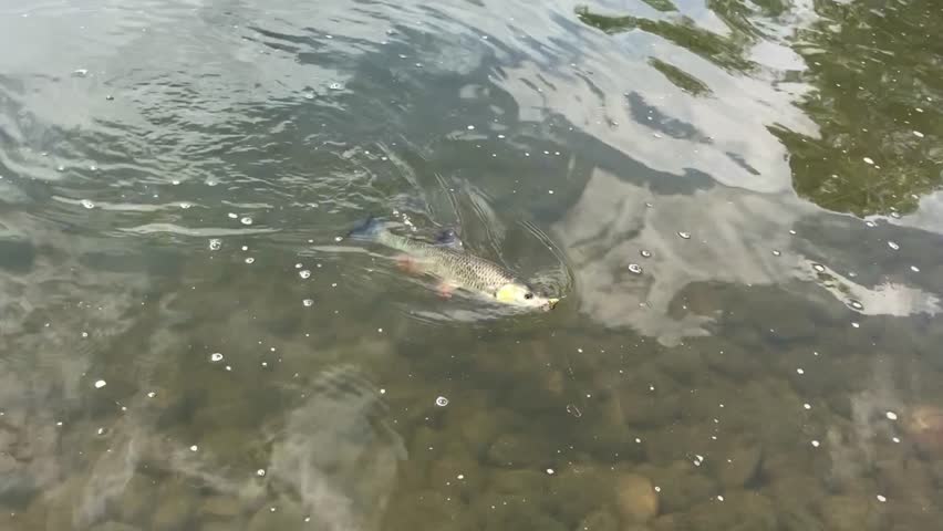 Chub fish close up video footage(freshwater fish). Spinning fishing for chub. Angler releases the chub fish (Squalius cephalus) in the river. Catch and release fishing