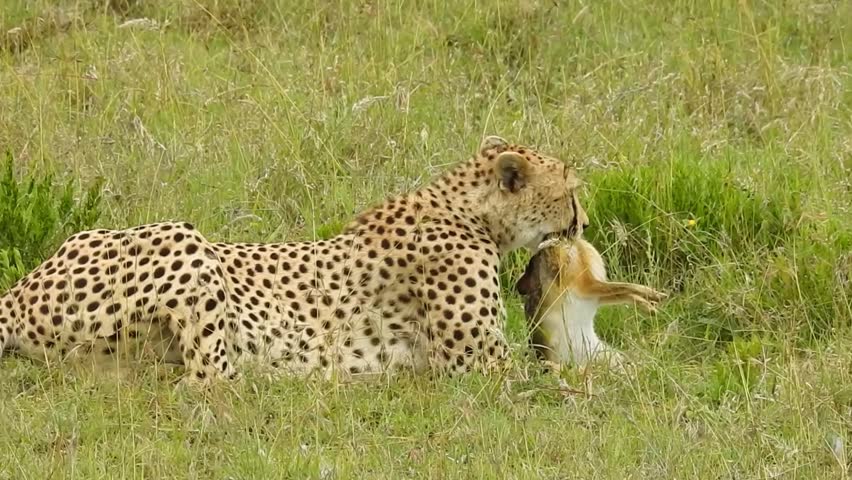 Cheetah with savanna hare in its mouth, Tanzania
, Serengeti National Park, Tanzania, 2022
 - Powered by Shutterstock - Get 15% off with code: PIKWIZARD15