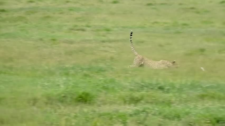 Cheetah chasing and catching African savanna hare, Tanzania
Slow motion shot, Serengeti National Park, Tanzania, 2022
 - Powered by Shutterstock - Get 15% off with code: PIKWIZARD15