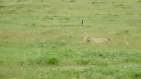 Cheetah chasing and catching African savanna hare, Tanzania
Slow motion shot, Serengeti National Park, Tanzania, 2022
 - Powered by Shutterstock - Get 15% off with code: PIKWIZARD15
