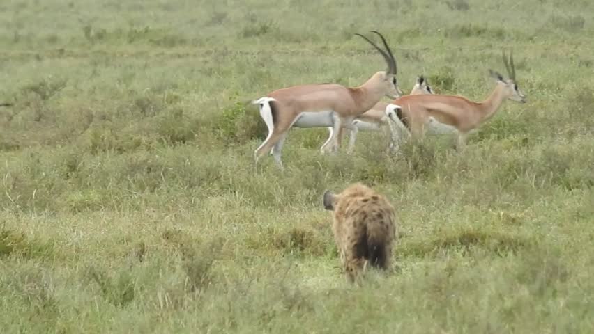 Spotted Hyena Close to Grant