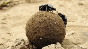 Dung Beetles Standing on a ball of dung, Close up
 Serengeti National Park, Tanzania, 2022
 - Powered by Shutterstock - Get 15% off with code: PIKWIZARD15