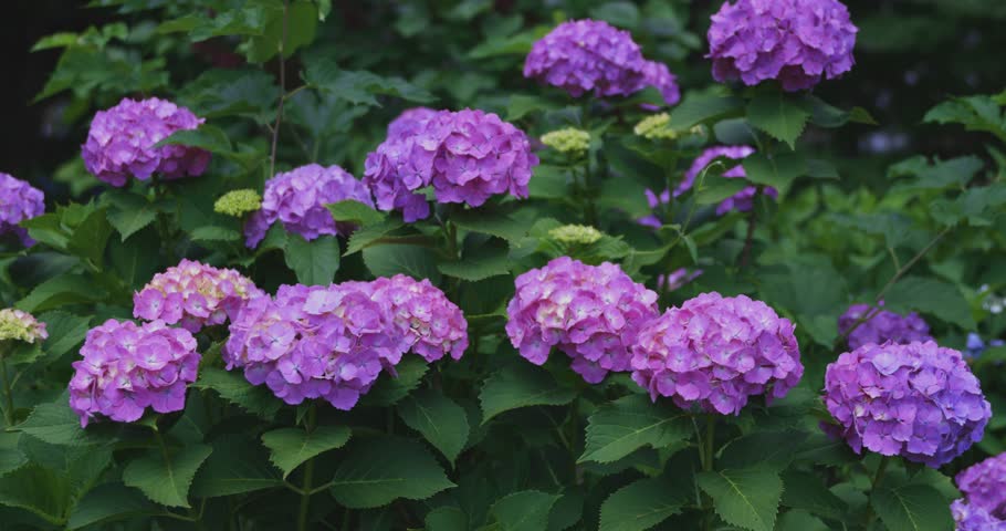 A hydrangea flower at the garden in the public park medium shot