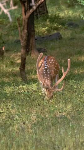 Bautiful male chital or spotted deer grazing in Ranthambore National Park, Rajasthan, India