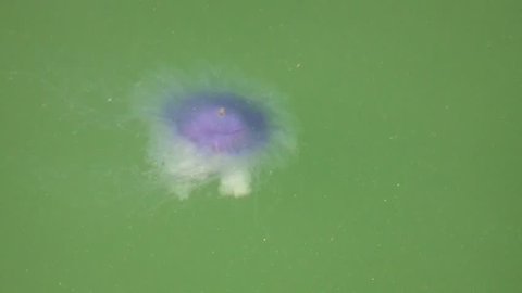 Jellyfish (Aurelia aurita)