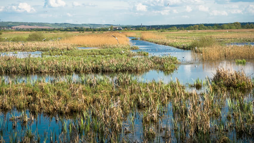 A flock of seagulls rests on the banks of river lakes among thickets and reeds timelapse