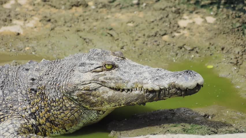 Crocodile in the river side view