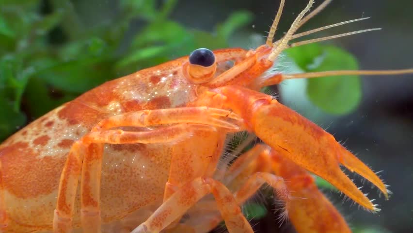 orange dwarf crayfish Stock Footage Video (100% Royalty-free) 3521405 ...