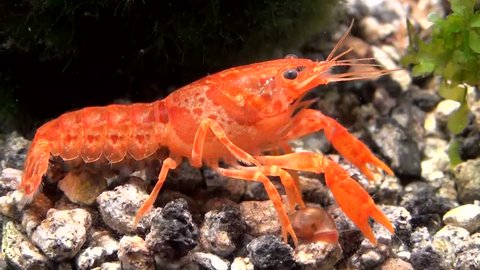 Orange dwarf crayfish