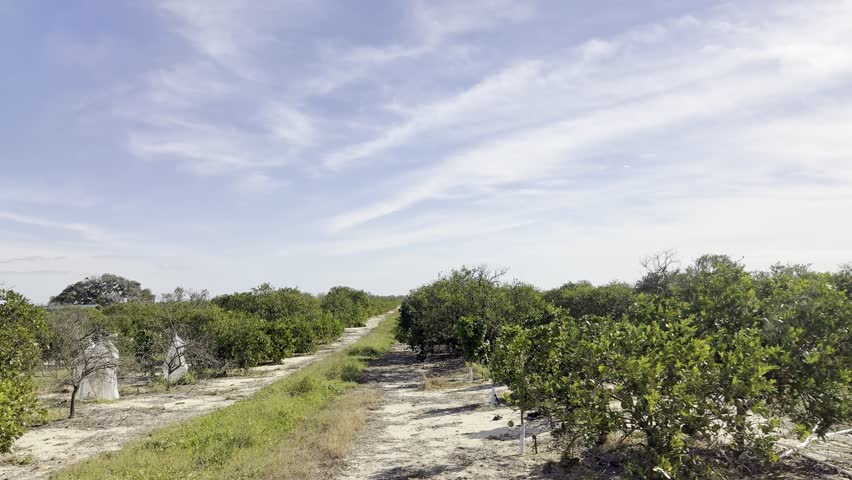 The swamp in the Everglades National Park in Florida USA.