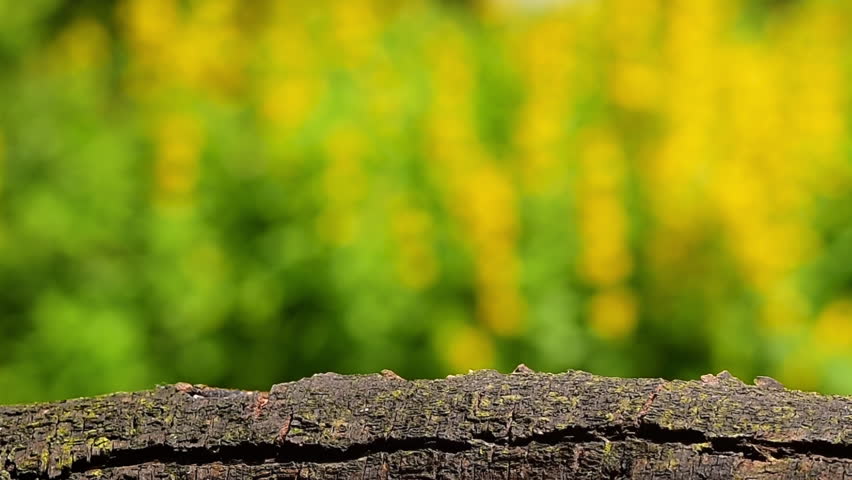 Great tit close up. Bird perches on branch to peck bird food. Shallow depth of field yellow flowers spring background