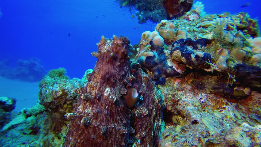 Underwater Red Octopus. Underwater tropical big red octopus (Octopus cyanea). Underwater fish reef marine. Tropical colourful underwater seascape.