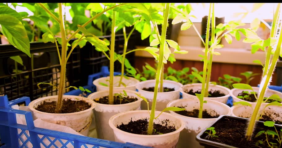 Seedlings on the balcony. Gardening. Shoots and plants, growing,windowsill.