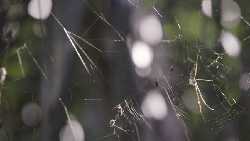 Golden Weaver Spider (Trichonephila clavipes) and its offspring in its web.