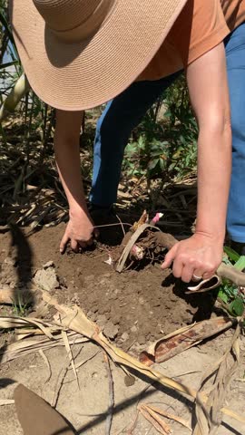 Woman crouching, pulling out a cassava plant, and shaking the soil off the tubers