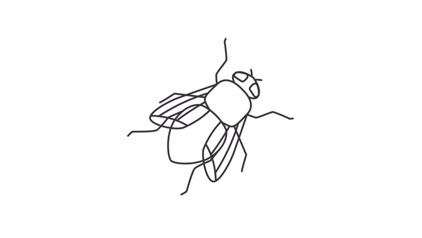 Animated house fly icon. Beetle line animation. Flying bug, mosquito. Insect parasite, bloodsucker. Black illustration on white background. HD video with alpha channel. Motion graphic