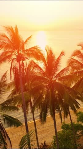 Ocean Sunrise, sunset view of Palm tree and tropical island beach. Pink sunset on the beach. Aerial vertical, vertical video background.