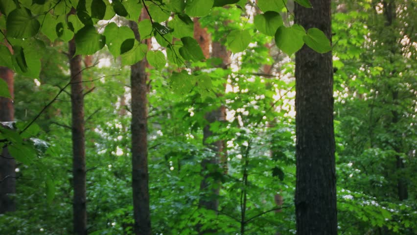 Slightly blurred background with rain in the forest. Empty space for titles on the topic of ecology and nature conservation.
