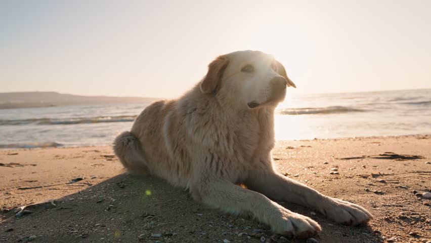 Cute Labrador dog lies on sand and affectionately looks at its owner with its tongue hanging out after walk on seashore against of golden dawn in rays of summer sun. Protection and care of pets