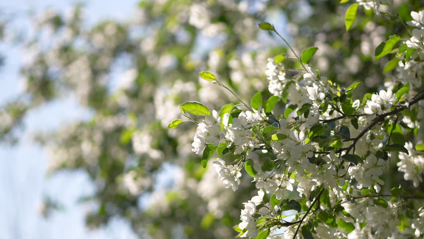White flowering apple tree over blue sky, soft focus, blurred backgroung. Blossoming old tree in Spring time, season in nature. 