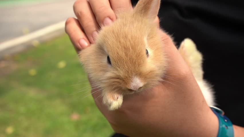 Closeup rabbit on the grass