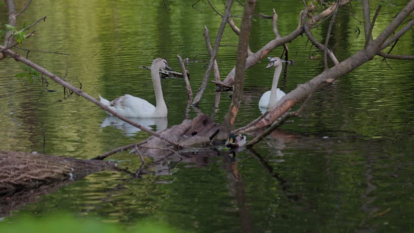 eautiful white swans preen their feathers, drink water from the lake, swim around the lake. Beautiful white swans swim on water, lake, river. Beautiful white swans stand on a fallen tree.