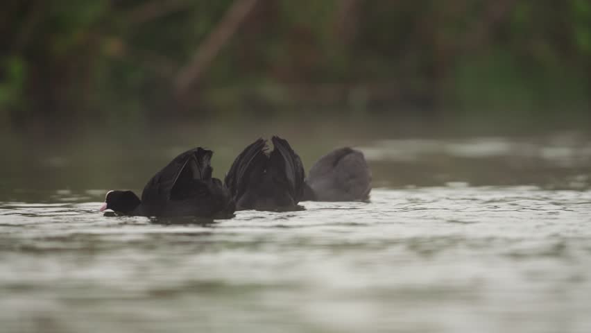 Coots fighting in the water of lake during sunset time. Group of black coot with white head. Close up shot.