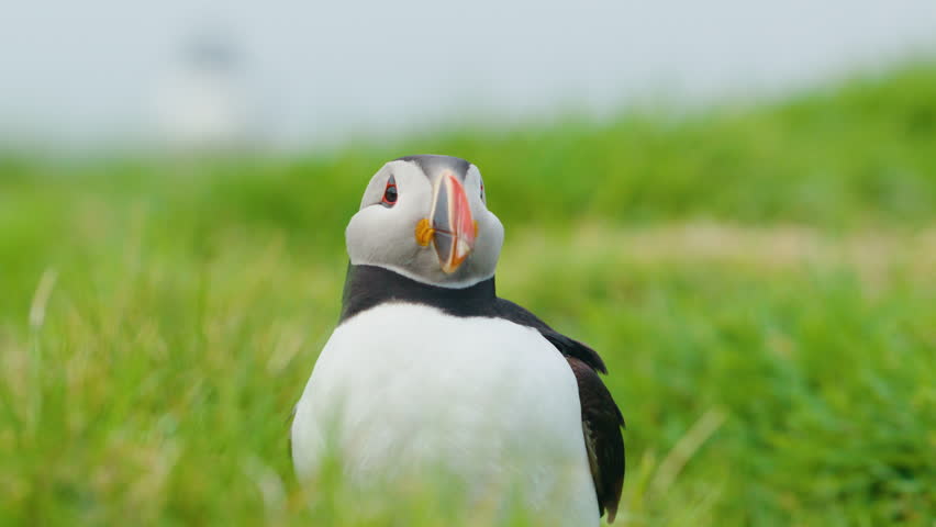 Close Up of Cute Puffin Bird Perched in Green Grass