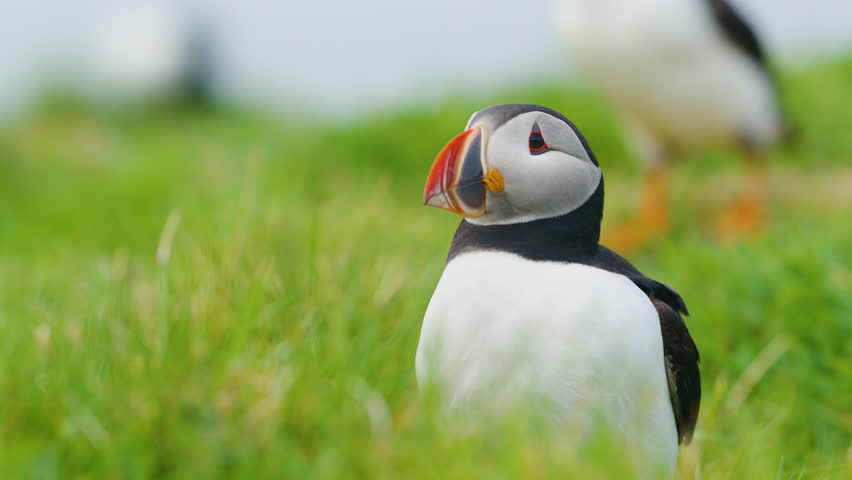 Puffin stands on lush green grass in Scotland