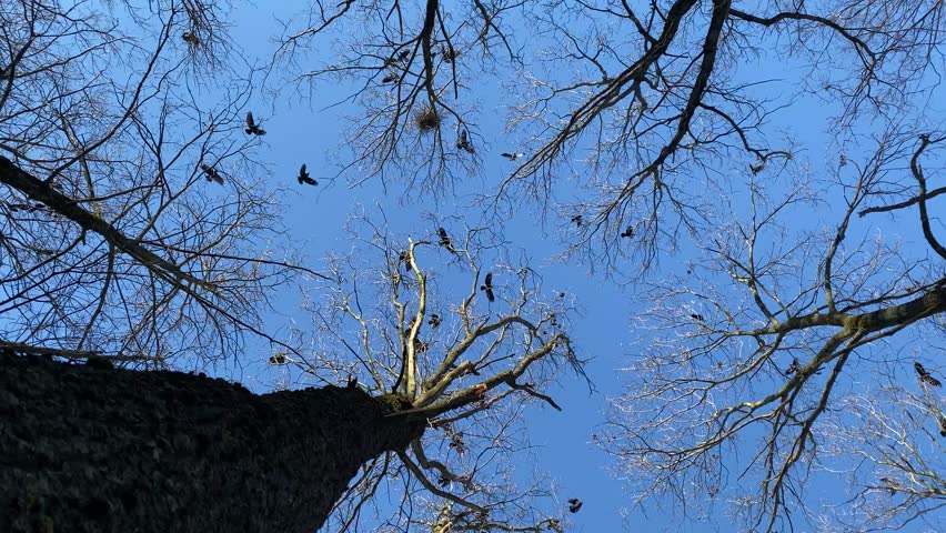 there are many crows flying in the sky among the treetops with sound