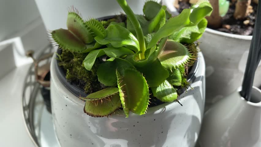 A Venus Flytraps plant gets a fly and eats it