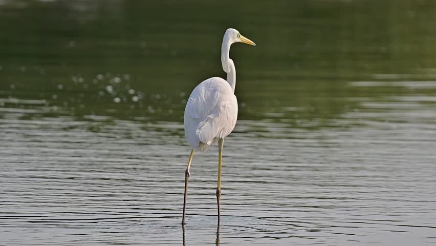 Close up of great egret (Ardea alba), also known as the common egret fishing in the shallow lagoon of the bird sanctuary