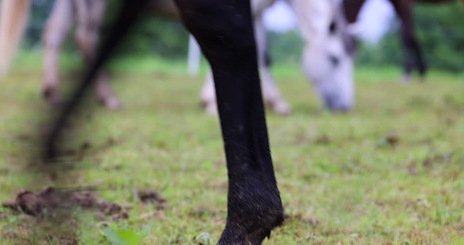 Horses grazing in the meadow
