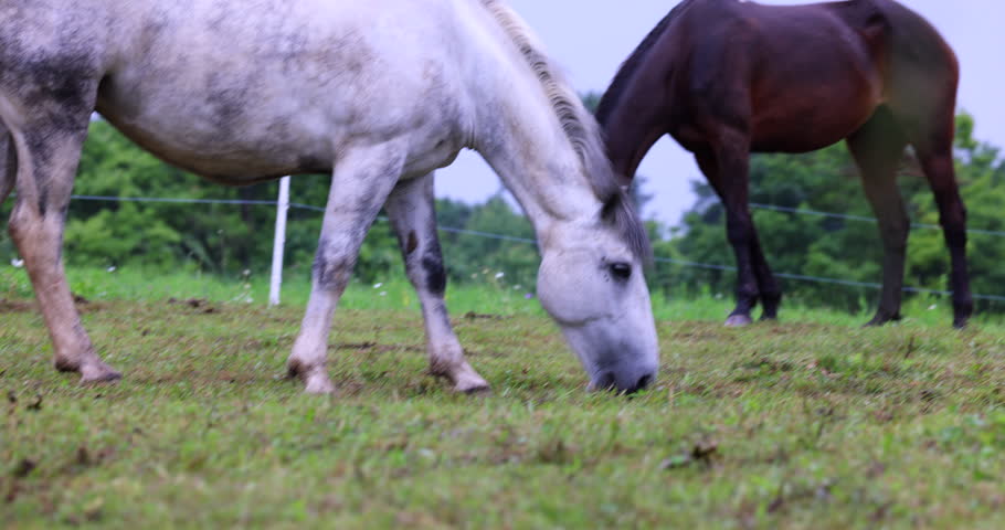 Horses grazing in the meadow