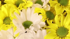 Close up white and yellow flowers. Background of chrysanthemum flowers. Slow motion. - Powered by Shutterstock - Get 15% off with code: PIKWIZARD15