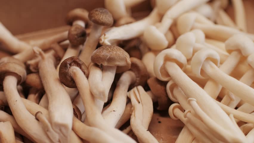 Cooking honey mushroom on black pan with oil close-up. Mushrooms frying on boiling pan for garnish. Armillaria is honey fungi that live on trees and woody shrubs