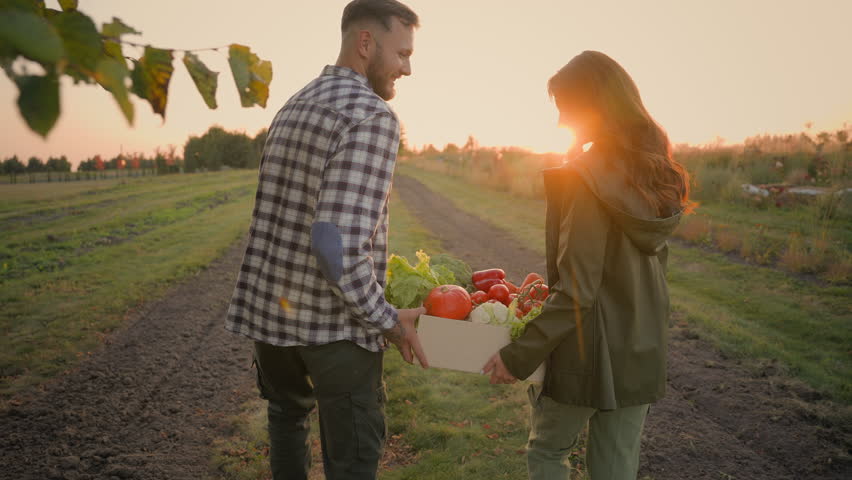 Happy Caucasian married couple family smiling man male husband farmer helping woman female wife hands carrying cardboard box different ripe vegetable ecology organic food walking farmland field sunset