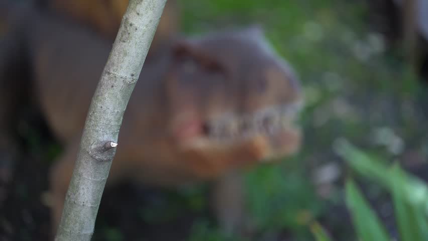 Selective focus on dimetrodon is similar to a reptile, it has curved hind legs and the lower part of the body is pressed to the ground. Unfocused video. High quality 4k footage