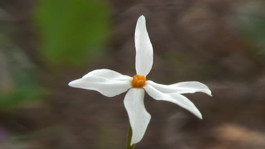 late-blooming daffodil