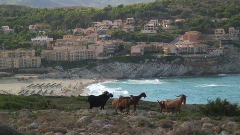 Herd of goats on bay